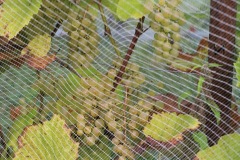 HARVEST_SOLARIS_2021-27