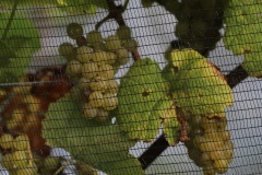 HARVEST_SOLARIS_2021-28