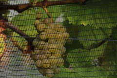 HARVEST_SOLARIS_2021-29