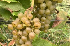 HARVEST_SOLARIS_2021-3
