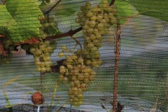 HARVEST_SOLARIS_2021-30