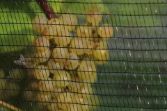 HARVEST_SOLARIS_2021-31