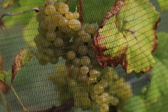 HARVEST_SOLARIS_2021-32