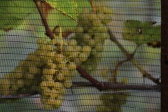 HARVEST_SOLARIS_2021-33