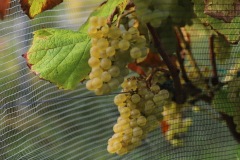 HARVEST_SOLARIS_2021-34