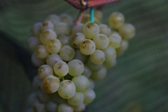 HARVEST_SOLARIS_2021-35