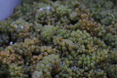 HARVEST_SOLARIS_2021-36