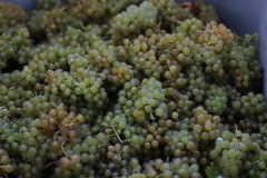 HARVEST_SOLARIS_2021-37