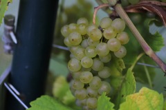 HARVEST_SOLARIS_2021-38