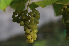HARVEST_SOLARIS_2021-39