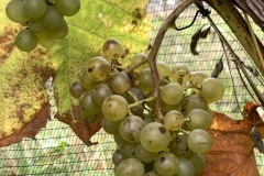 HARVEST_SOLARIS_2021-4