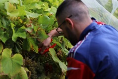 HARVEST_SOLARIS_2021-40