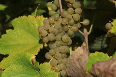 HARVEST_SOLARIS_2021-41