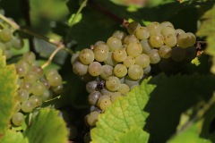HARVEST_SOLARIS_2021-42