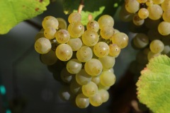 HARVEST_SOLARIS_2021-43