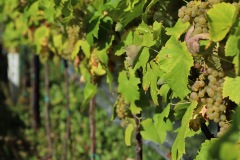 HARVEST_SOLARIS_2021-44
