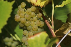HARVEST_SOLARIS_2021-45