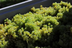 HARVEST_SOLARIS_2021-46