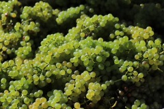 HARVEST_SOLARIS_2021-47
