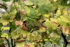 HARVEST_SOLARIS_2021-48