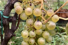 HARVEST_SOLARIS_2021-5