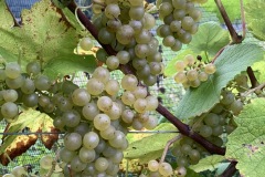 HARVEST_SOLARIS_2021-6