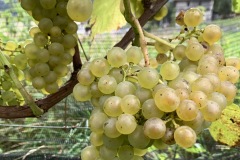 HARVEST_SOLARIS_2021-7