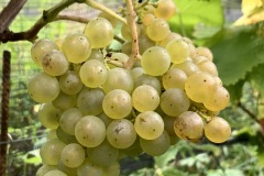 HARVEST_SOLARIS_2021-8