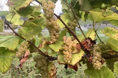 HARVEST_SOLARIS_2021-9