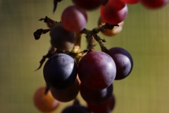 JULIUS_7_11_2021-1