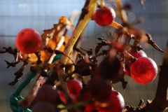 JULIUS_7_11_2021-2