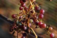 JULIUS_7_11_2021-3