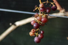 JULIUS_7_11_2021-5