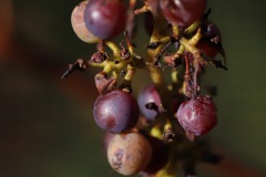 JULIUS_7_11_2021-7
