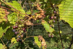 VERAISON_JULIUS_13_OCTOBER_2021-11