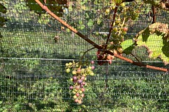 VERAISON_JULIUS_13_OCTOBER_2021-6
