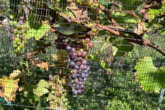 VERAISON_JULIUS_13_OCTOBER_2021-7