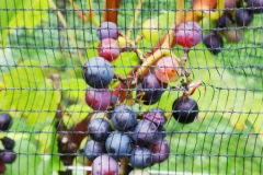 VERAISON_JULIUS_13_OCTOBER_2021-8