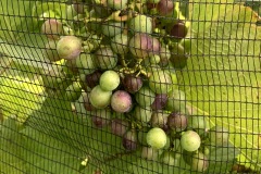 NERMANTIS_FINE_AGOSTO_2021-1