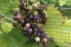 NERMANTIS_FINE_AGOSTO_2021-2