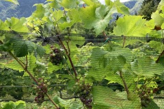 NERMANTIS_FINE_AGOSTO_2021-3