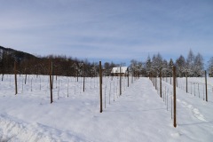 VIGNETI_21_01_23-12