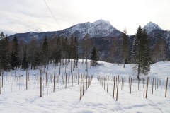 VIGNETI_21_01_23-14