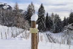 VIGNETI_21_01_23-23