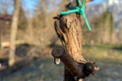 PIANTO_VITI_2021-1