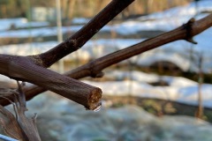 PIANTO_VITI_2021-2