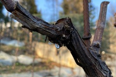 PIANTO_VITI_2021-3