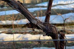 PIANTO_VITI_2021-4