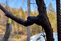 PIANTO_VITI_2021-5