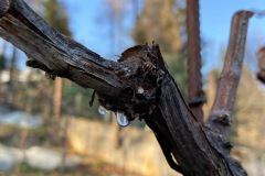 PIANTO_VITI_2021-8